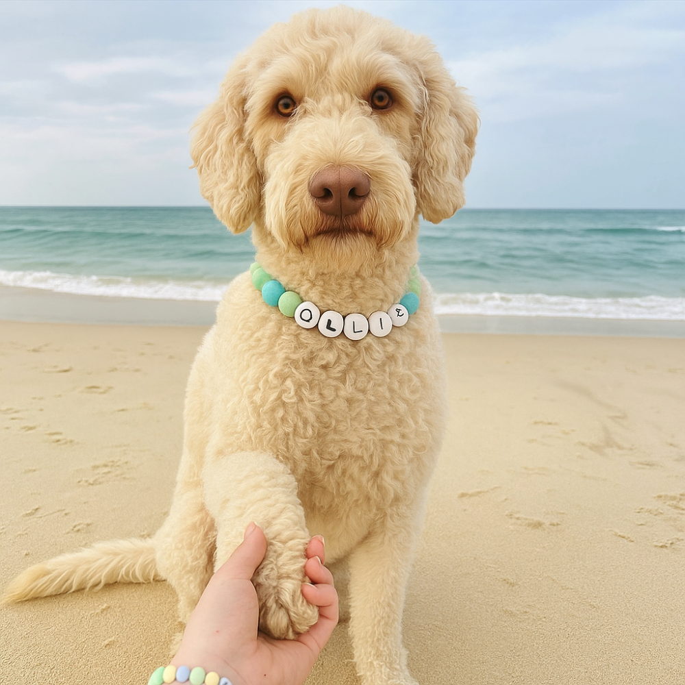 Dog Collar And Free Matching Bracelet